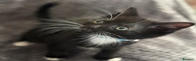 Mixed Breed Kitten 4