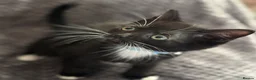 Mixed Breed cats for sale: Playful kittens  in Ipswich - Advert 9