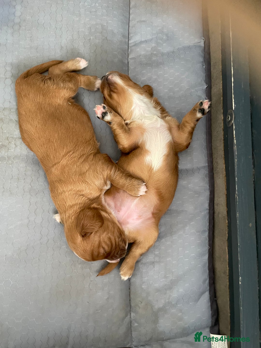 Mixed Breed dogs for sale: Beautiful Cavapoo puppies  - Image 6