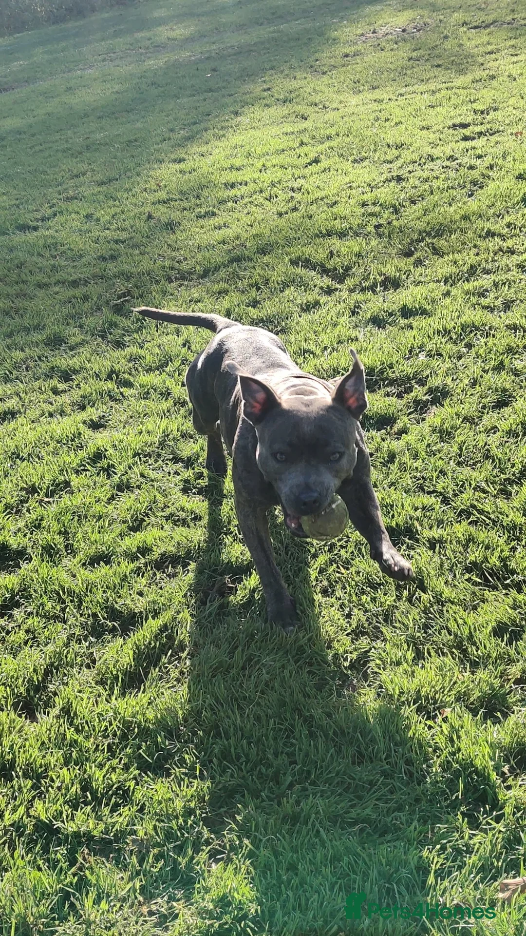 Staffordshire Bull Terrier dogs for sale: Blue Staffordshire bull terrier puppies - Advert 2