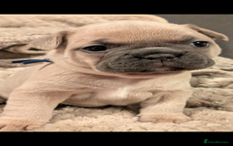 French Bulldog dogs for sale: Chunky Frenchie puppies - Advert 9