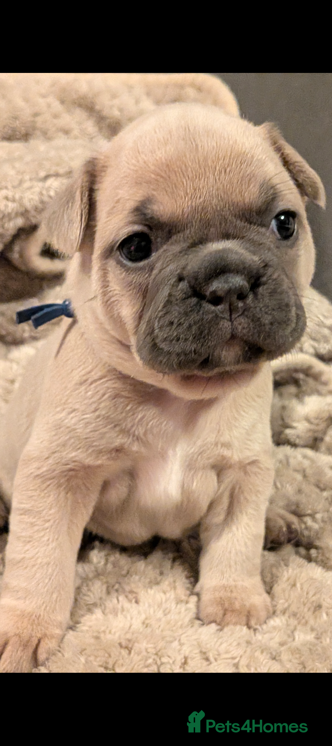 French Bulldog dogs for sale: Chunky Frenchie puppies - Advert 9