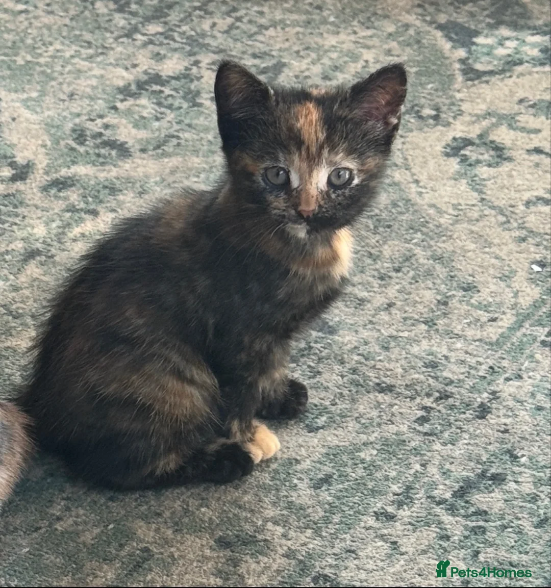 Mixed Breed cats for sale: Black & Ginger Kitten  in London - Advert 2