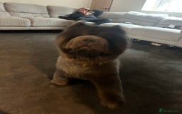 Chow Chow dogs for stud: Stunning blue stud  - Image 1
