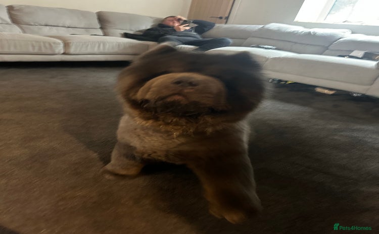 Chow Chow dogs - Advert 1