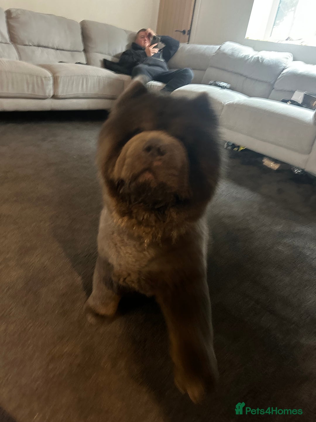 Chow Chow dogs for stud: Stunning blue stud  - Image 1