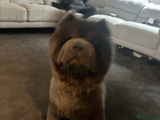 Chow Chow dogs - Advert 11