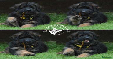 German Shepherd dogs - Advert 5