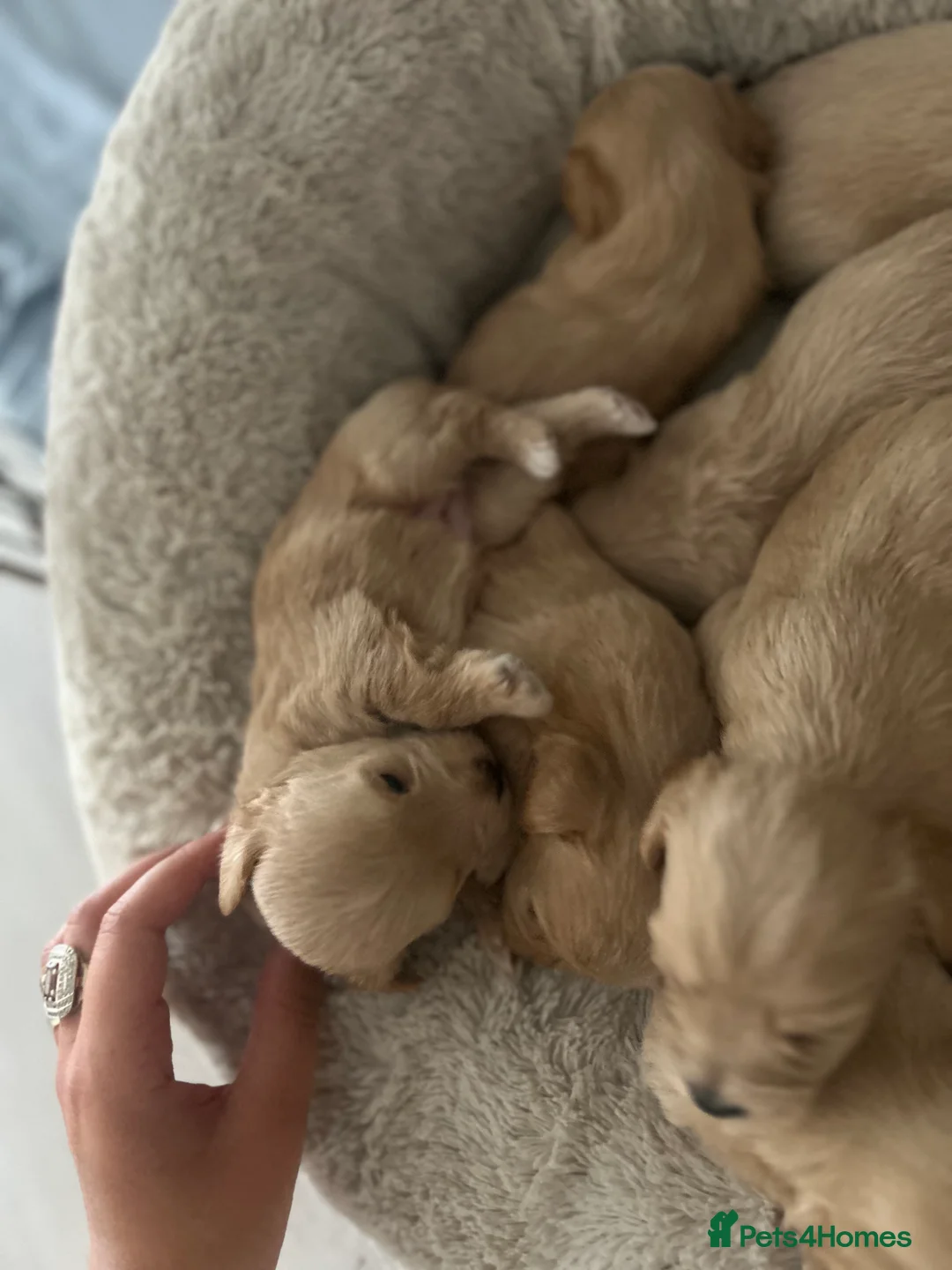 Maltipoo dogs for sale: Puppies multipoo  in Leigh-on-Sea - Advert 2
