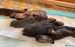 French Bulldog dogs for sale: French bulldogs  - Image 3