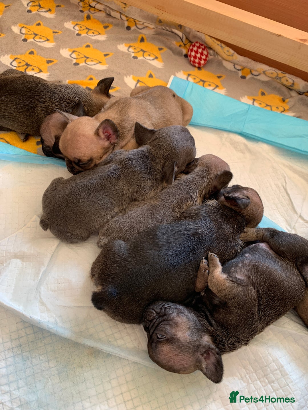 French Bulldog dogs for sale: French bulldogs  - Image 3