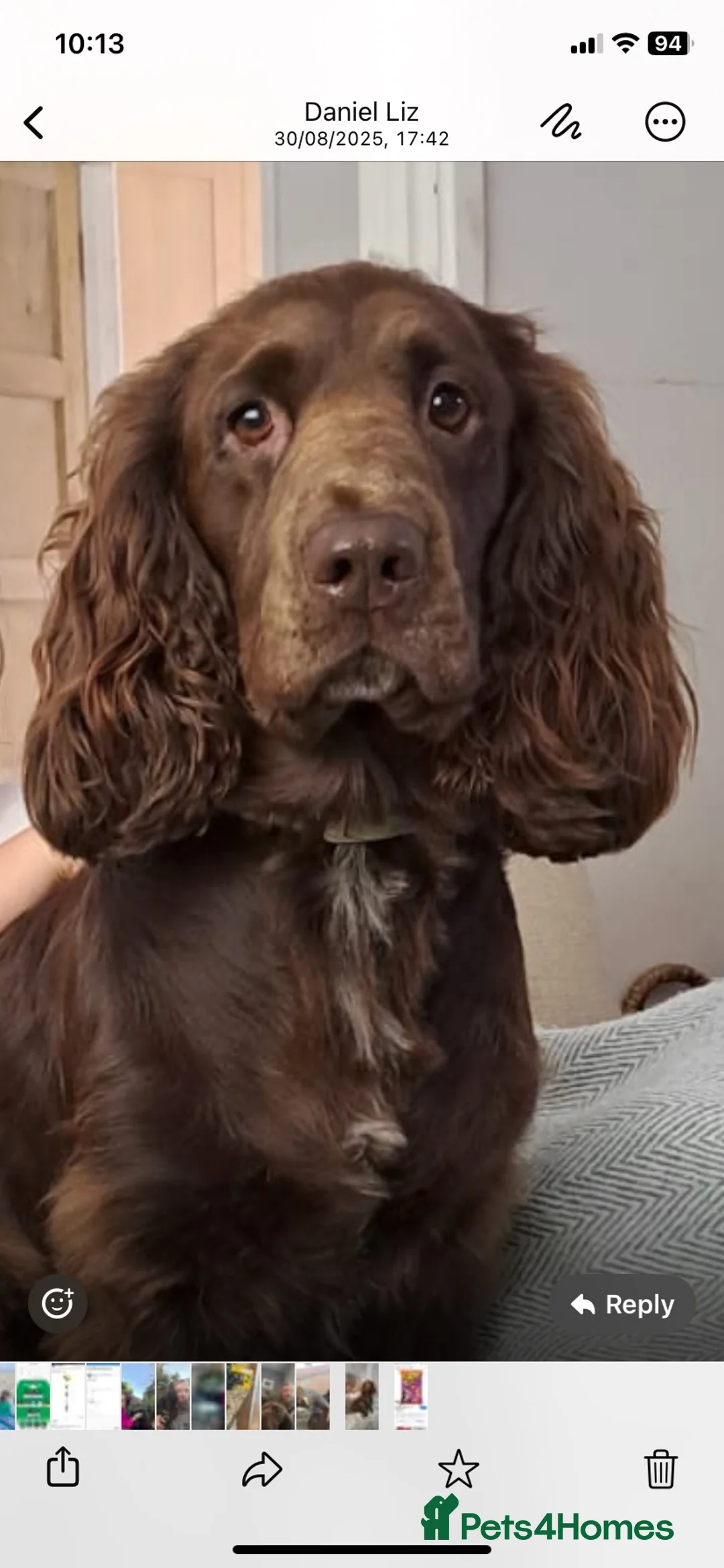 Cocker Spaniel dogs for stud: Big Boy - Great personality Cocker Spainal  - Advert 10