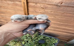 Ferret rodents for sale: Two hobs for sale. £40 each  - Image 2