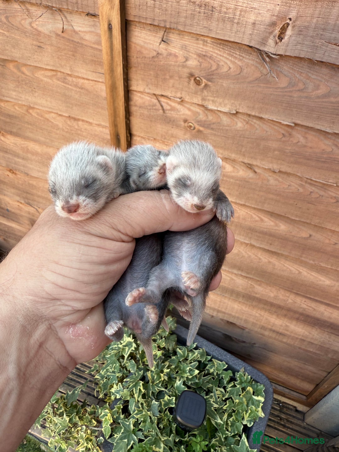 Ferret rodents for sale: Two hobs for sale. £40 each  - Image 2