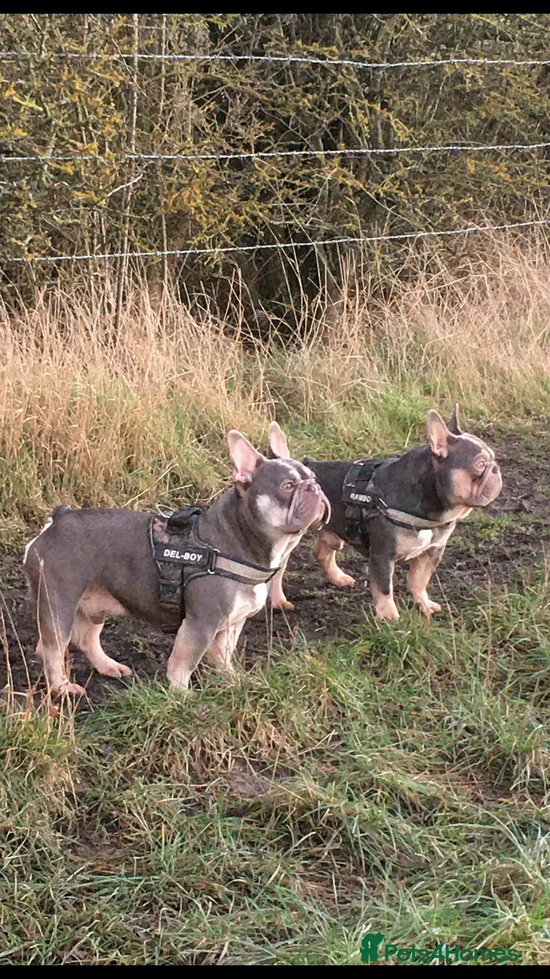 French Bulldog dogs for stud: RFG-FBCE-BVA LILAC & TAN KC French Bulldog studs  in Darlington - Advert 3