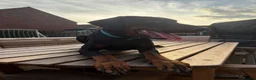Dobermann dogs for stud: 🐾 Doberman Stud Available – First-Time Stud - Advert 11