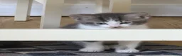 British Longhair cats for sale: Long haired kittens  - Advert 8