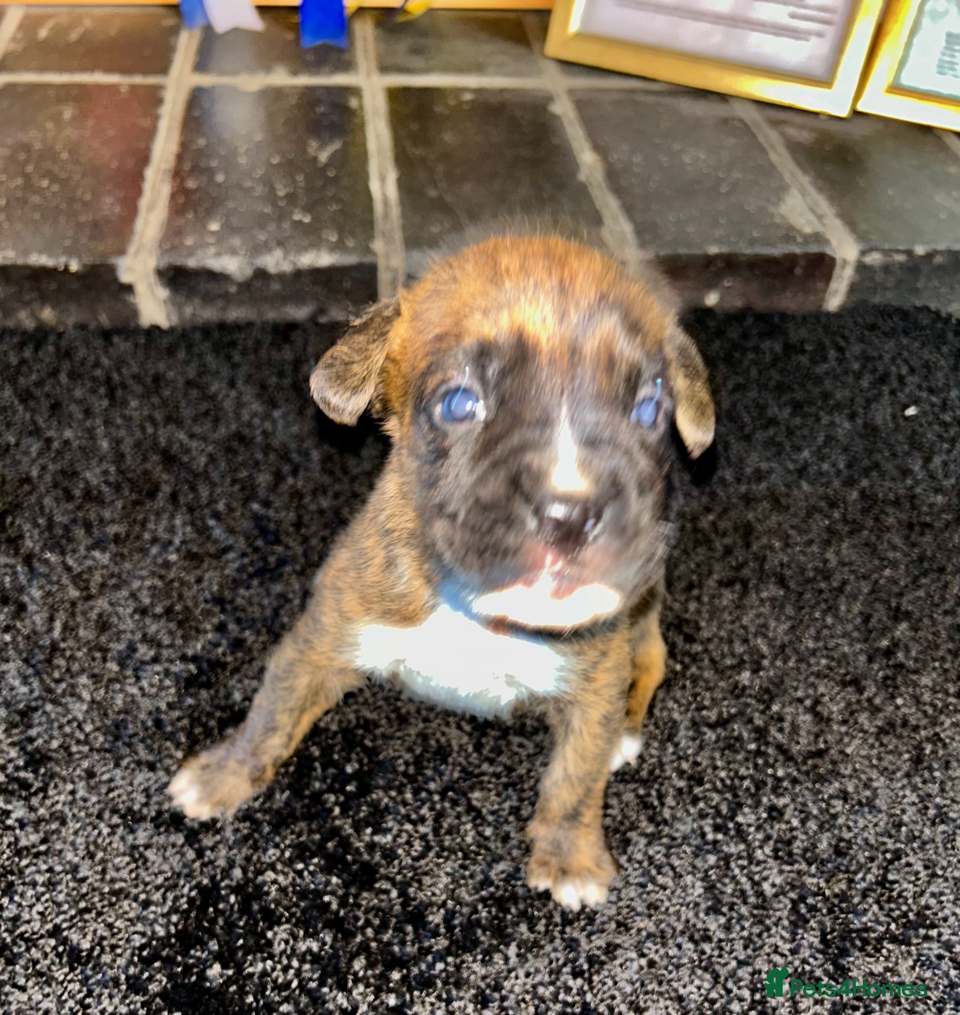 Boxer dogs 5 Star Licensed Breeder 23 years experience  - Advert 1