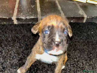 Boxer dogs 5 Star Licensed Breeder 23 years experience - Advert 5