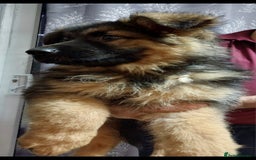 German Shepherd dogs for sale: Wonderful german shepherd puppies  - Image 8