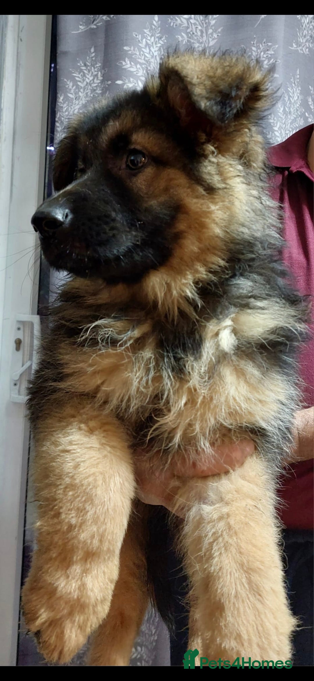 German Shepherd dogs for sale: Wonderful german shepherd puppies  - Image 8