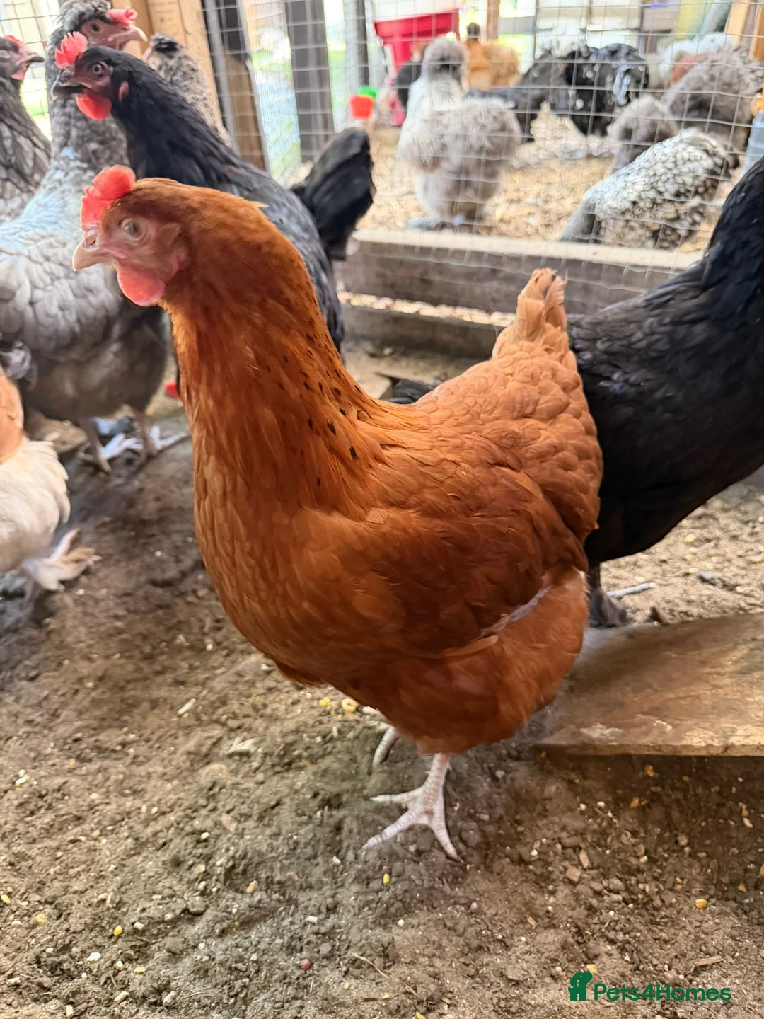 Chickens poultry for sale: Bovan brown ,white star - Advert 2