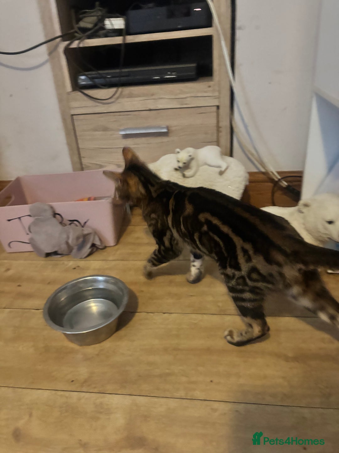 Bengal cats for sale: Bengal cross Savannah  - Image 4