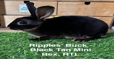 Rex rabbits - Advert 13