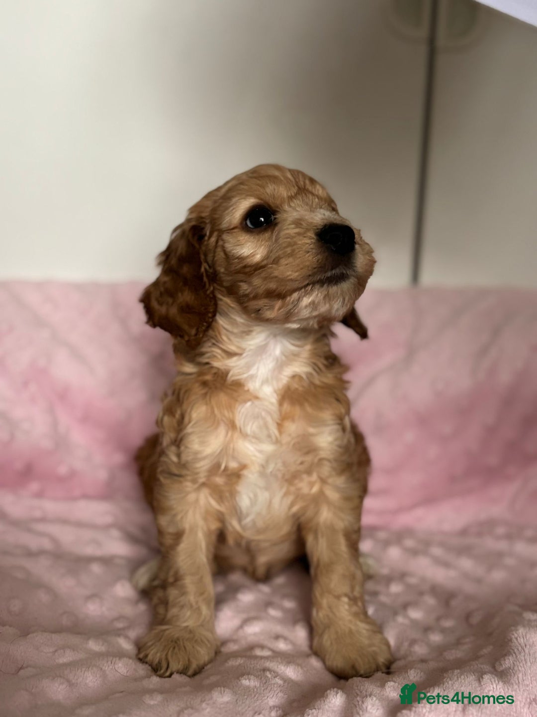 Mixed Breed dogs for sale: Stunning Cockapoo / Doodle  Puppies - Advert 7