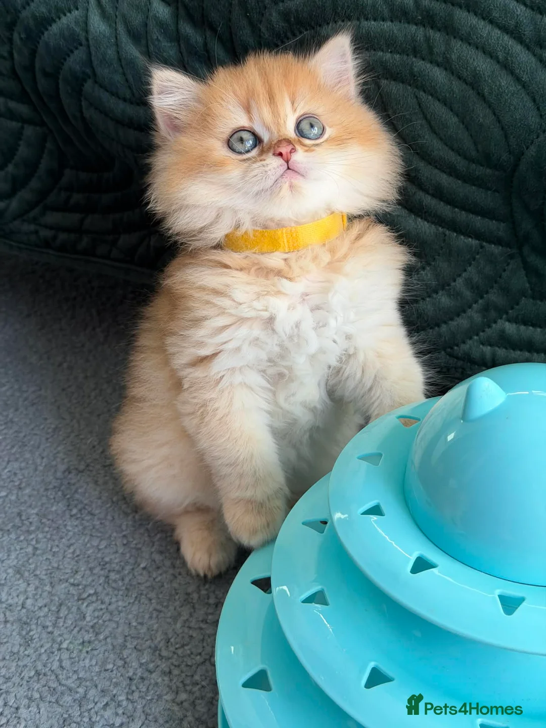 British Longhair cats for sale: CHUNKY, BEAUTIFUL BLH GOLDEN KITTENS  - Advert 18