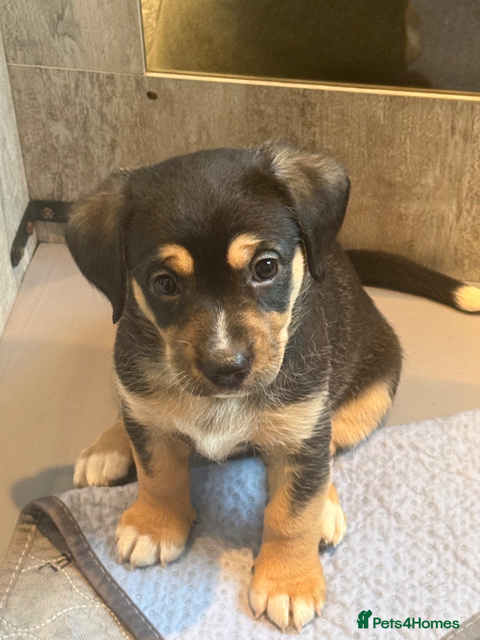 Mixed Breed dogs Mixed breed puppies for sale - Advert 1