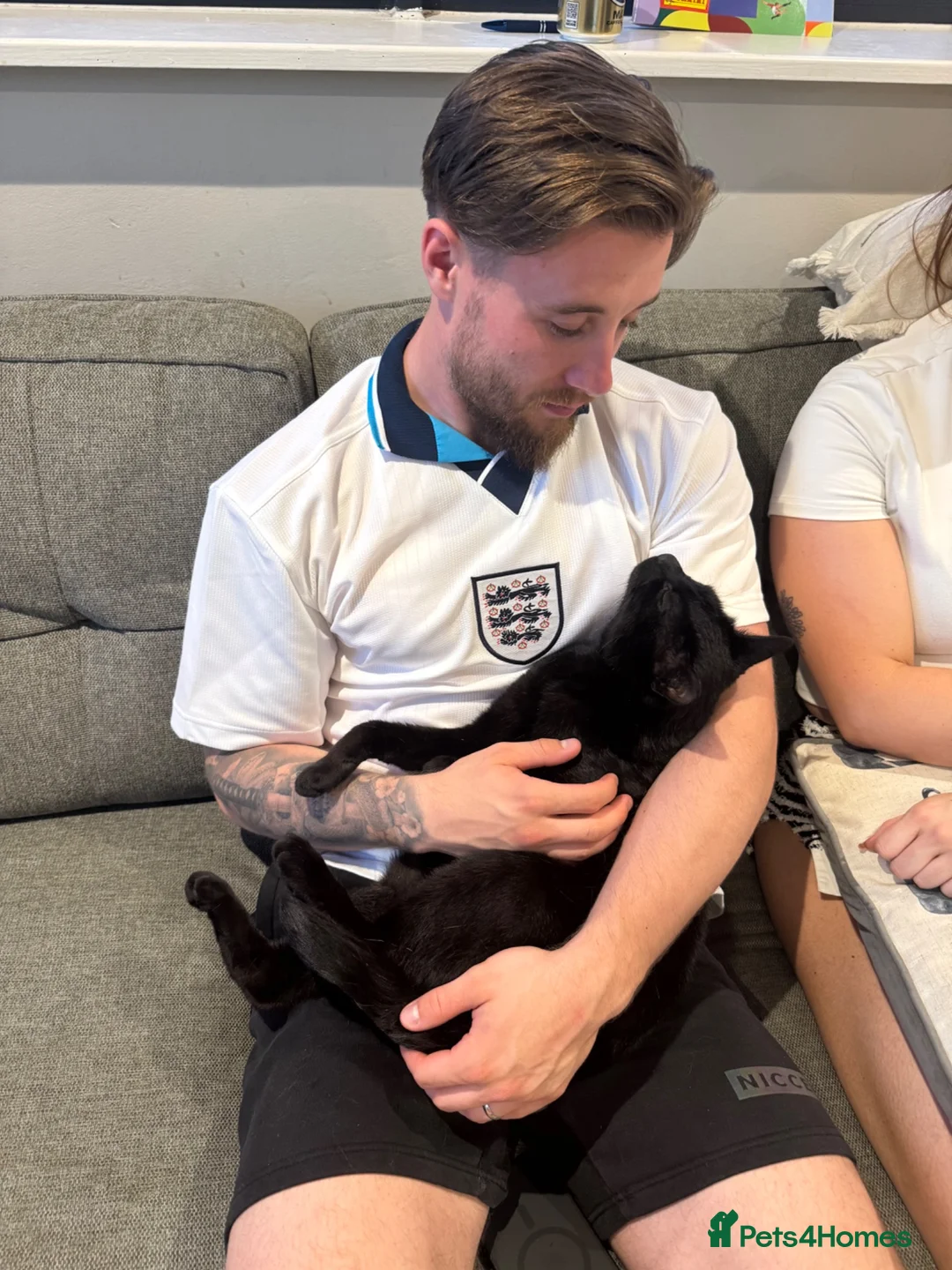 British Shorthair cats for sale: Affectionate Black Cat Looking for a Loving Home - Advert 3