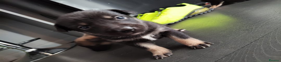 Mixed Breed Puppy 1