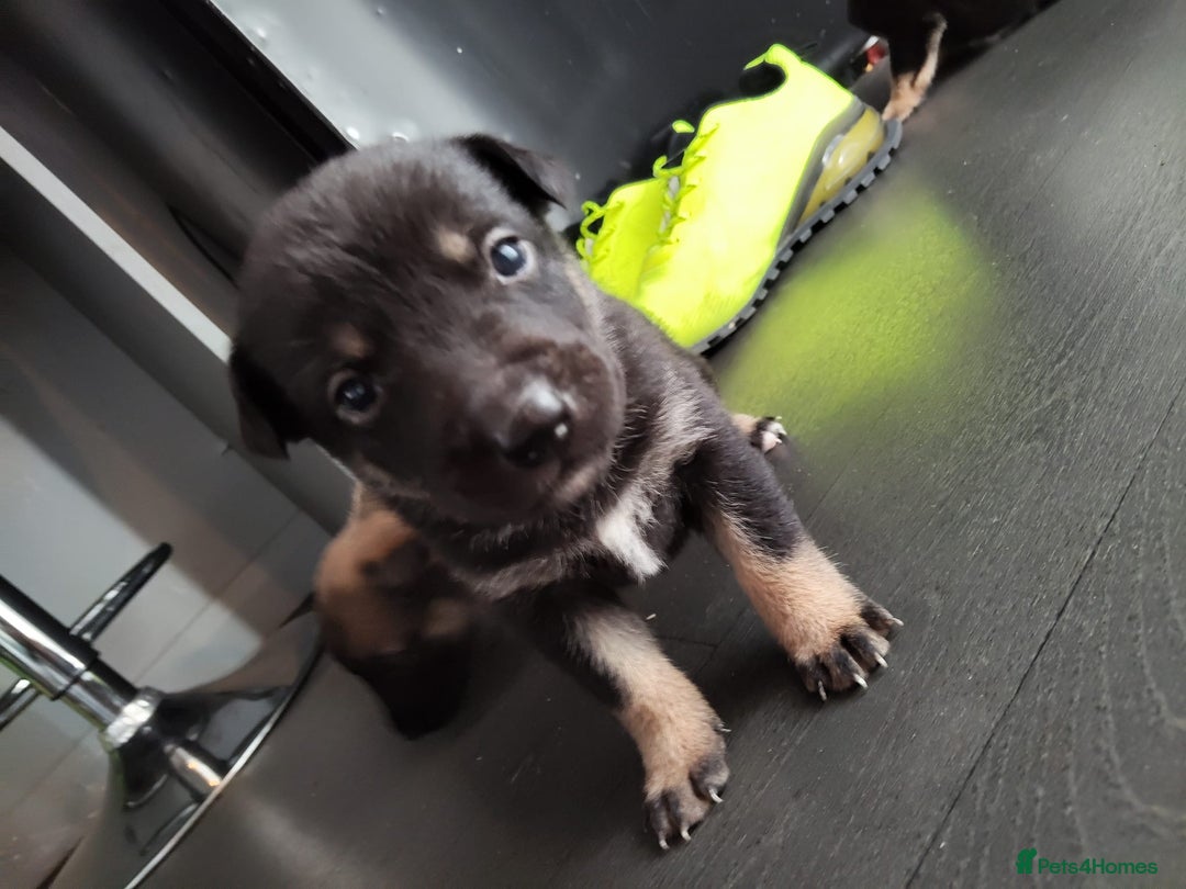 Mixed Breed dogs for sale: Belgium shepherd puppies - Image 2