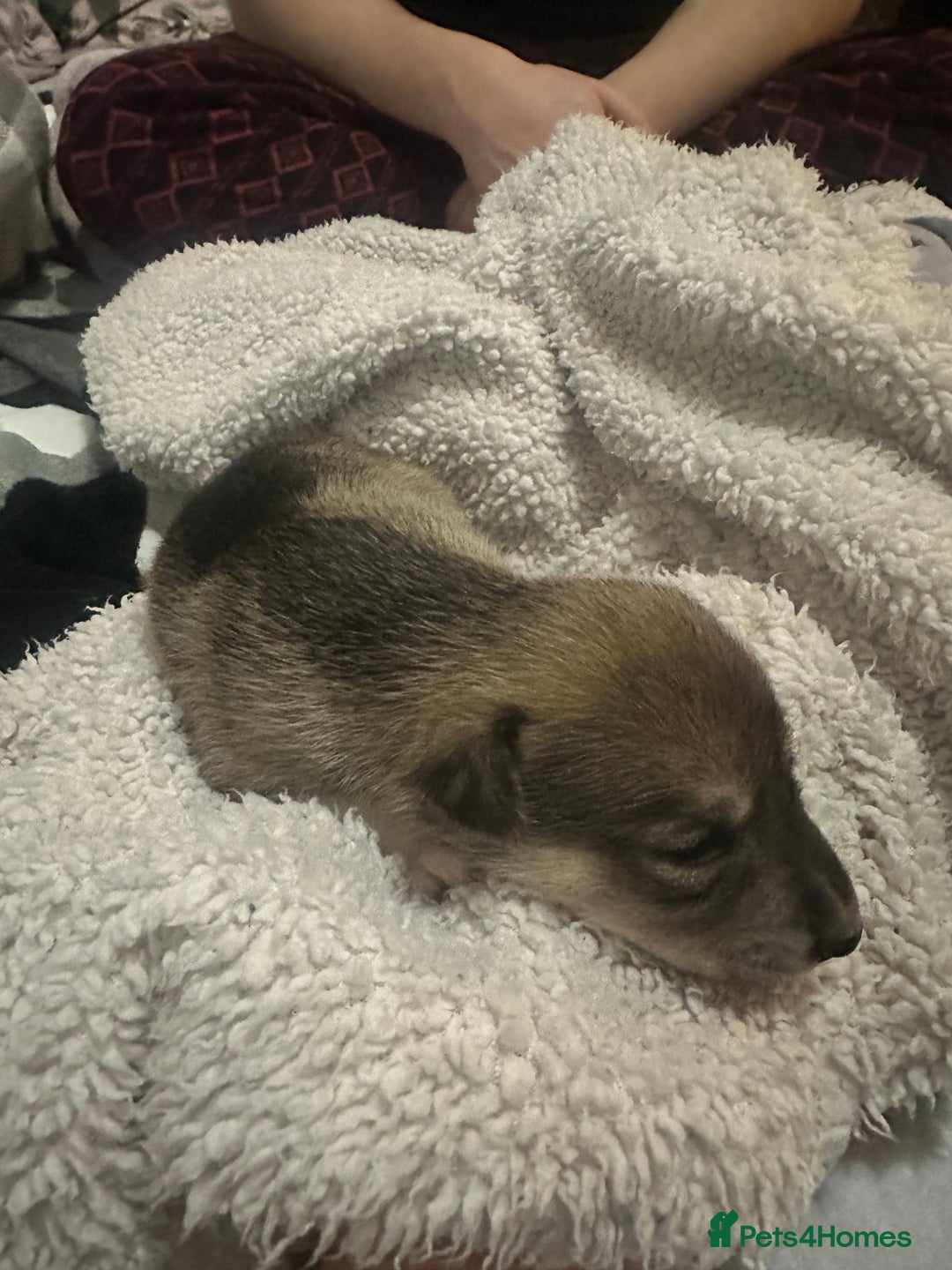 Mixed Breed dogs for sale: Husky staffy cross puppy - Advert 19