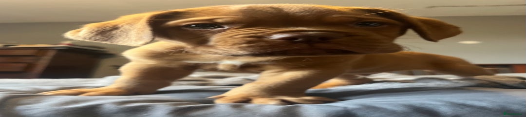 Dogue De Bordeaux Puppy 2
