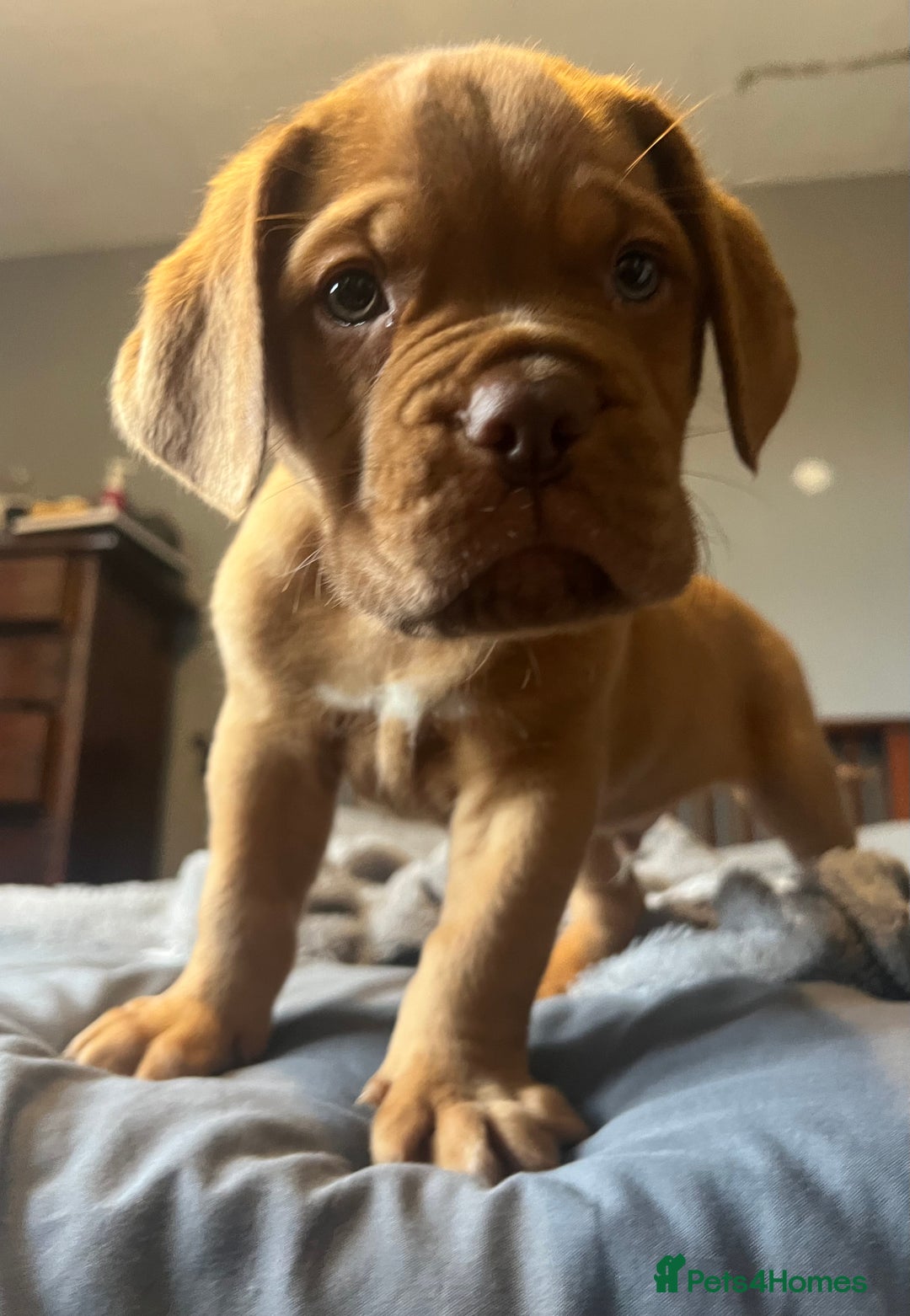 Dogue De Bordeaux dogs for sale: Kc registered Dogue de bordeaux puppies  - Image 25