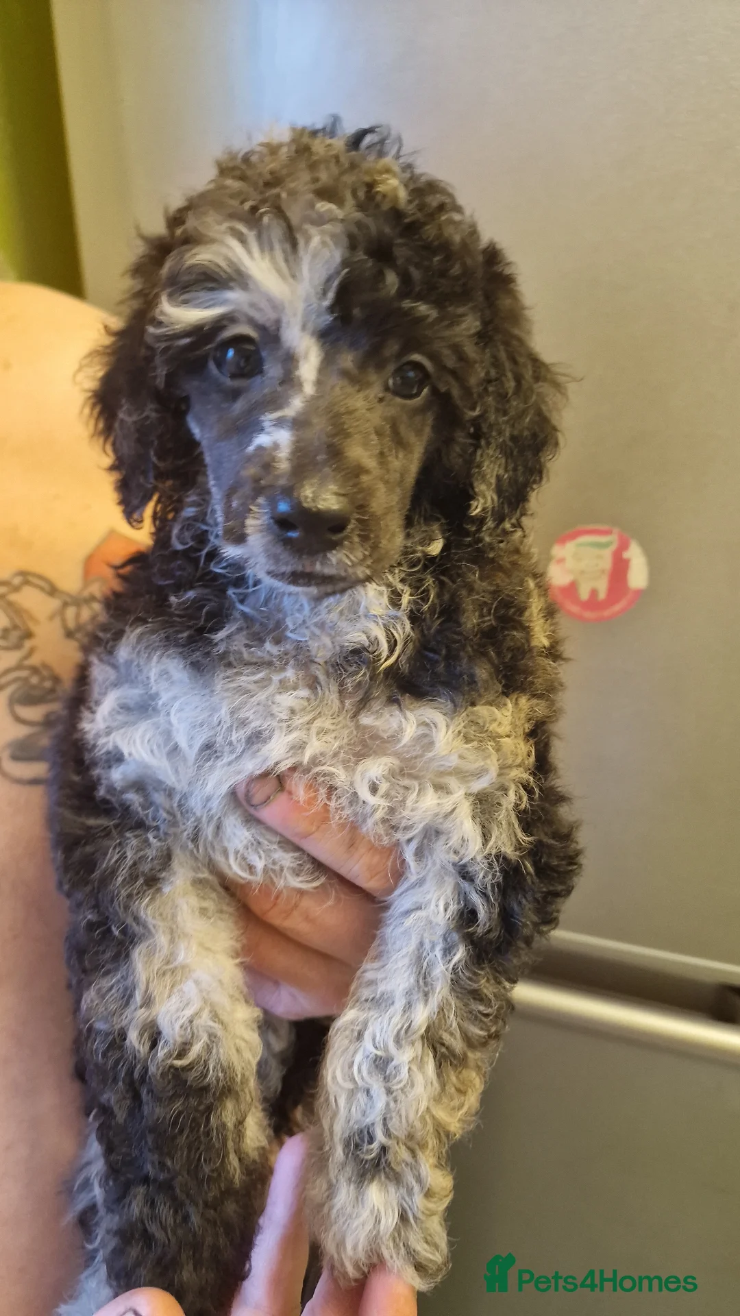 Miniature Poodle dogs for sale: Miniature poodle puppies  - Advert 6