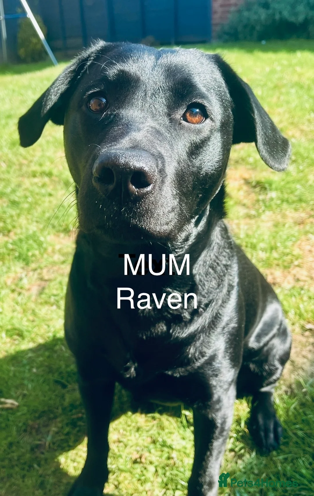 Labrador Retriever dogs for sale: WAIT LIST for hopeful KC reg litter  - Advert 1