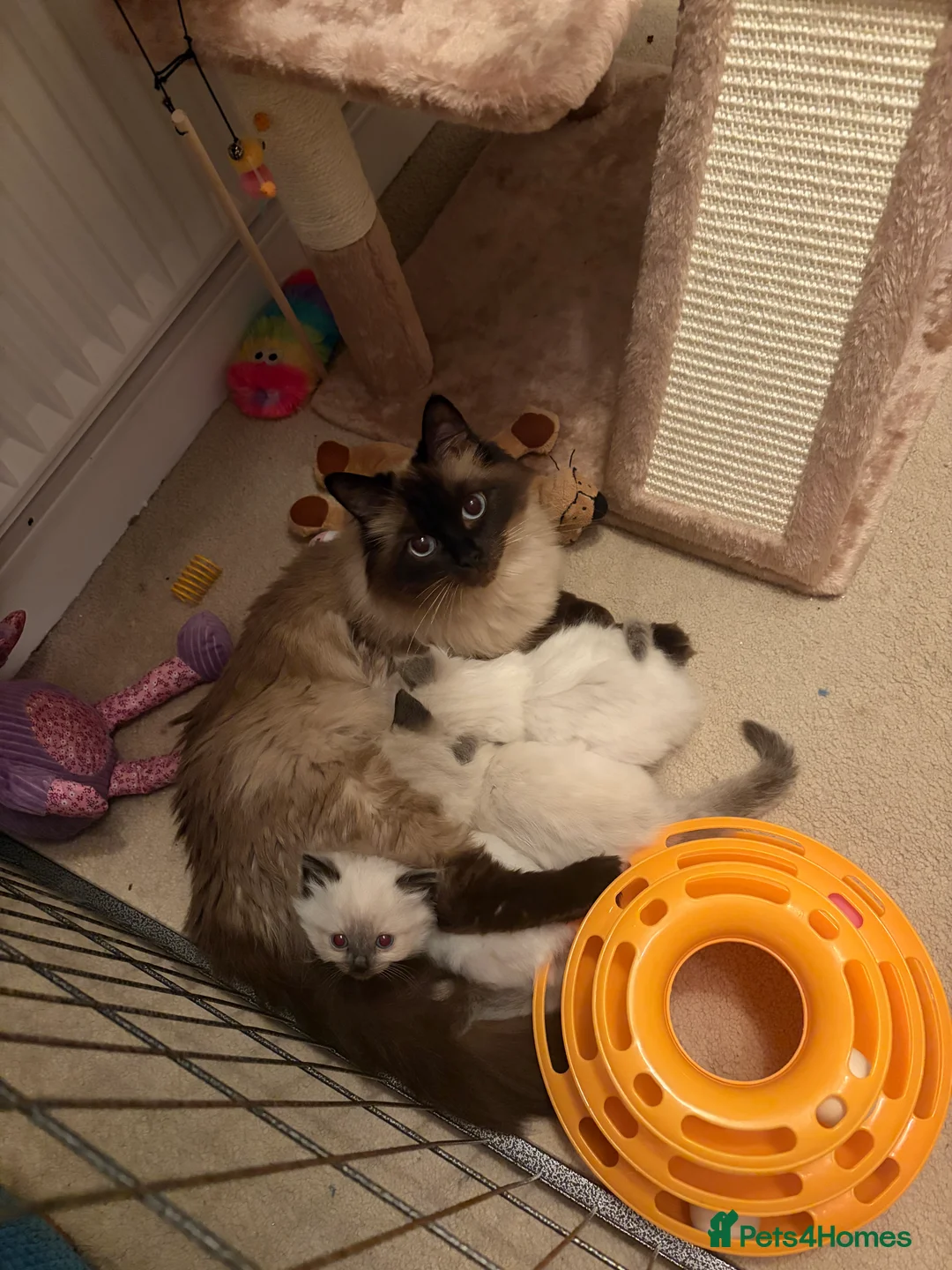 Ragdoll cats for sale: Ragdoll kittens looking for their forever homes in King's Lynn - Advert 2