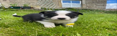 Border Collie Puppy 8