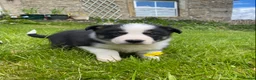 Border Collie dogs for sale: Tricoloured Border Collie Puppies - Advert 5