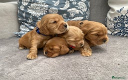 Cocker Spaniel dogs for sale: KC Reg Show Type Golden Cocker Spaniel puppies - Image 2