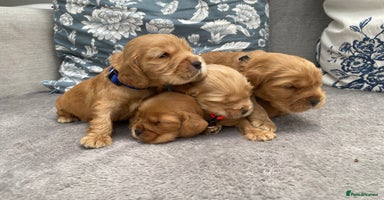 Cocker Spaniel dogs - Advert 11