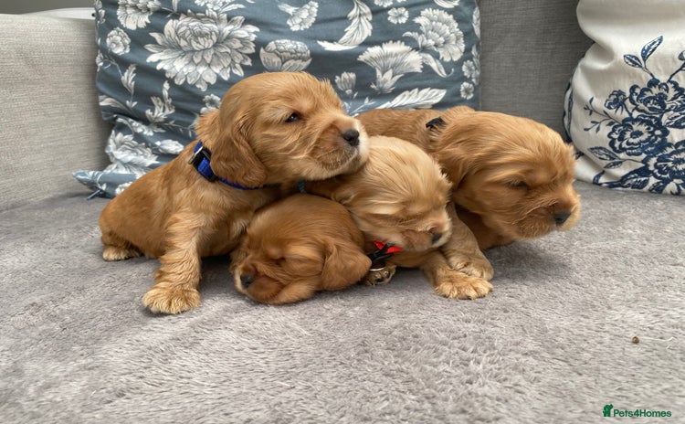 Cocker Spaniel dogs - Advert 14