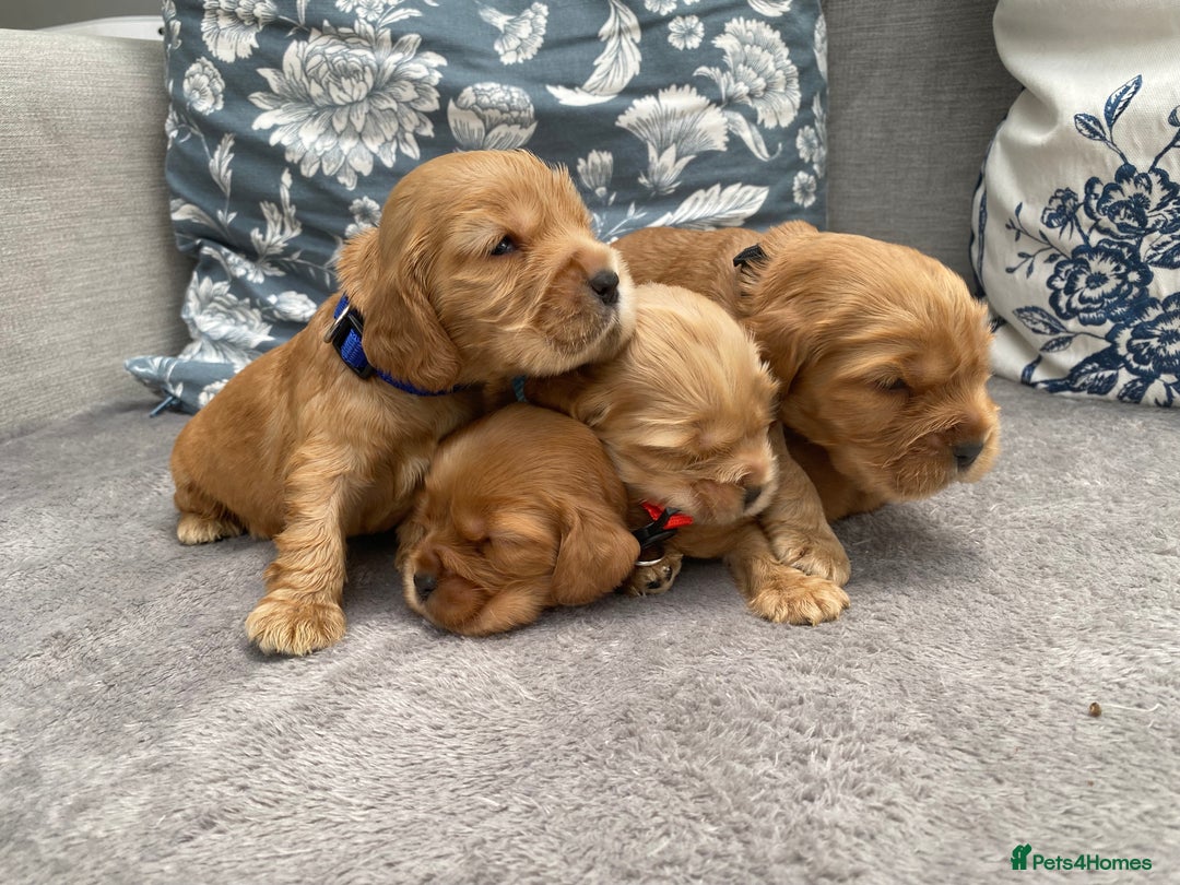 Cocker Spaniel dogs for sale: KC Reg Show Type Golden Cocker Spaniel puppies - Image 2