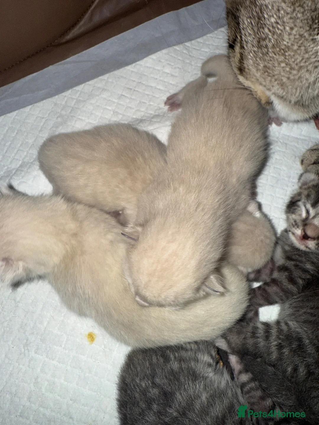 Ragdoll cats for sale: Gorgeous Fluffy Ragdoll-Tabby Kittens🤍 - Advert 2