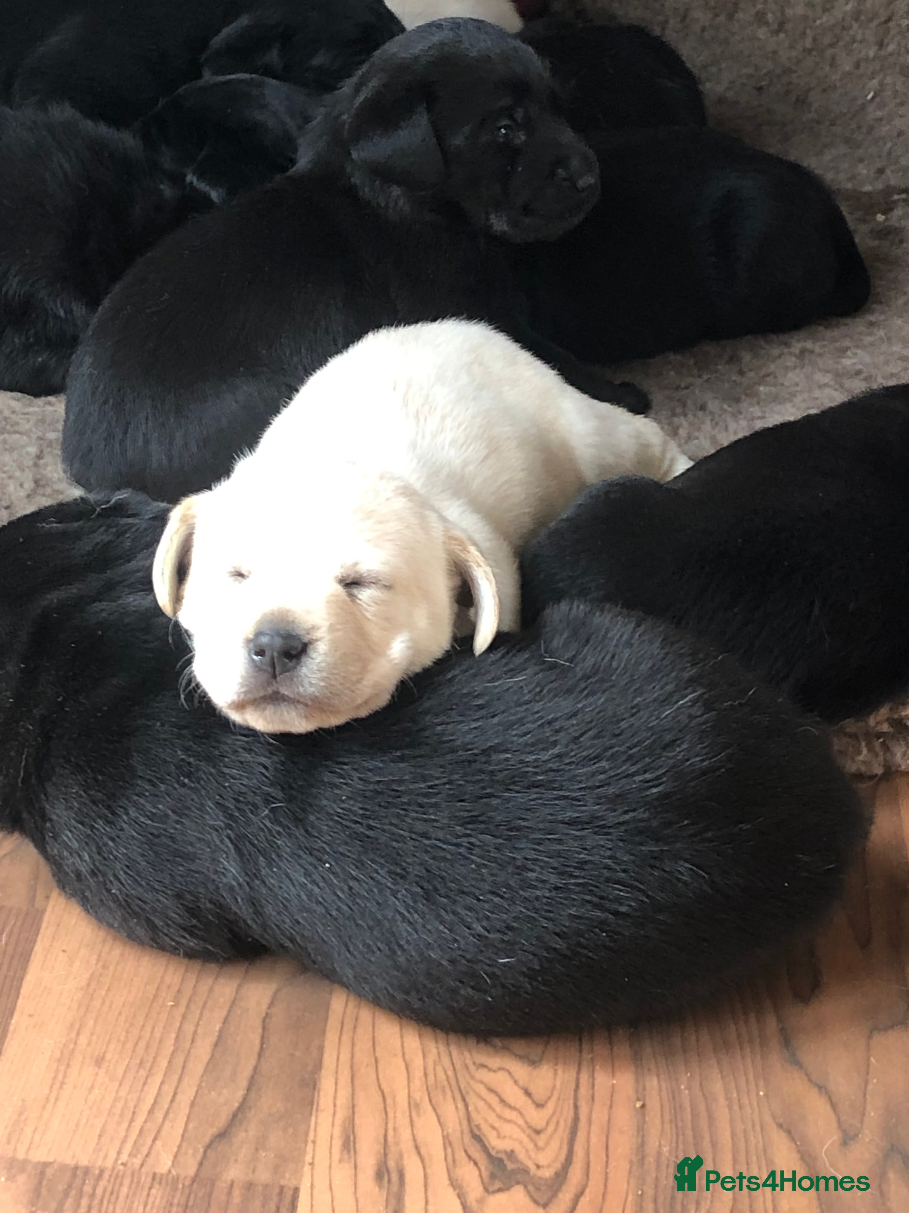Labrador Retriever dogs Stunning kc reg Labrador puppies  - Advert 5