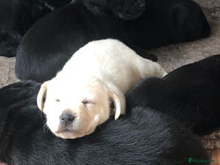 Labrador Retriever dogs Stunning kc reg Labrador puppies - Advert 5