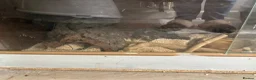 Corn Snake reptiles for sale: Two beautiful snakes for sale - Advert 12